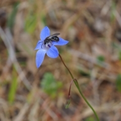 Lasioglossum (Chilalictus) sp. (genus & subgenus) (Halictid bee) at Griffith Woodland (GRW) - 5 Nov 2023 by JodieR