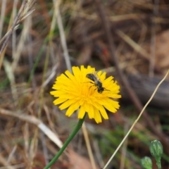 Lasioglossum (Chilalictus) lanarium (Halictid bee) at Griffith, ACT - 5 Nov 2023 by JodieR