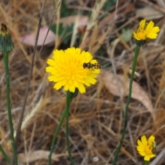 Simosyrphus grandicornis (Common hover fly) at Griffith Woodland - 5 Nov 2023 by JodieR