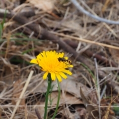 Melangyna viridiceps (Hover fly) at Griffith, ACT - 5 Nov 2023 by JodieR