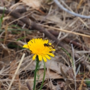 Melangyna viridiceps at Griffith Woodland (GRW) - 5 Nov 2023