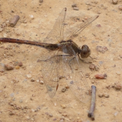 Diplacodes bipunctata (Wandering Percher) at Belconnen, ACT - 30 Oct 2023 by Christine
