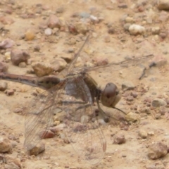 Diplacodes bipunctata at Woodstock Nature Reserve - 30 Oct 2023