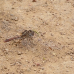 Diplacodes bipunctata at Woodstock Nature Reserve - 30 Oct 2023