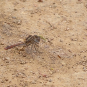 Diplacodes bipunctata at Woodstock Nature Reserve - 30 Oct 2023 03:53 PM