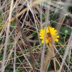 Apis mellifera (European honey bee) at Griffith Woodland - 5 Nov 2023 by JodieR