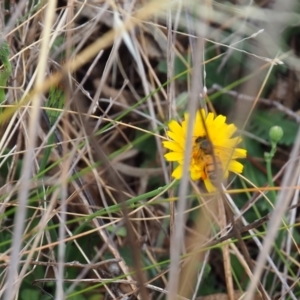 Apis mellifera at Griffith Woodland (GRW) - 5 Nov 2023