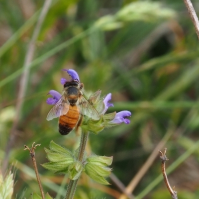 Apis mellifera (European honey bee) at Griffith, ACT - 5 Nov 2023 by JodieR