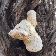 Laetiporus portentosus (White Punk) at Michelago, NSW - 19 Aug 2023 by Illilanga