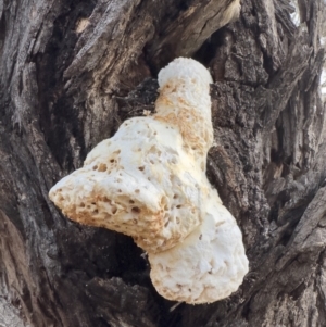 Laetiporus portentosus at Illilanga & Baroona - 19 Aug 2023