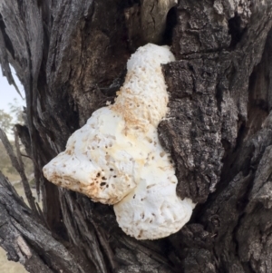 Laetiporus portentosus at Illilanga & Baroona - 19 Aug 2023