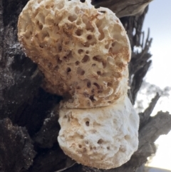 Laetiporus portentosus at Illilanga & Baroona - 19 Aug 2023