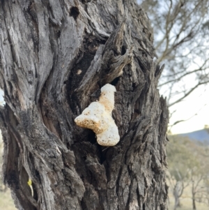 Laetiporus portentosus at Illilanga & Baroona - 19 Aug 2023