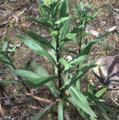 Senecio minimus (Shrubby Fireweed) at Yass River, NSW - 6 Nov 2023 by JonLewis