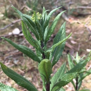 Senecio minimus at Gang Gang at Yass River - 6 Nov 2023