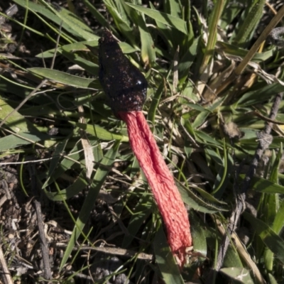 Phallus rubicundus (Phallus rubicundus) at Michelago, NSW - 10 Apr 2021 by Illilanga