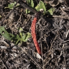 Phallus rubicundus at Illilanga & Baroona - 10 Apr 2021 01:32 PM