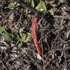 Phallus rubicundus at Illilanga & Baroona - 10 Apr 2021 01:32 PM