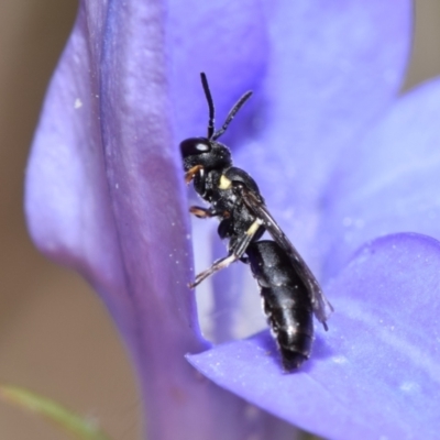 Hylaeus sp. (genus) (A masked bee) at Jerrabomberra, NSW - 7 Nov 2023 by DianneClarke