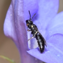 Hylaeus sp. (genus) (A masked bee) at QPRC LGA - 7 Nov 2023 by DianneClarke
