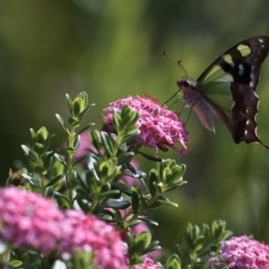 Graphium macleayanum at ANBG - 7 Nov 2023 04:05 PM