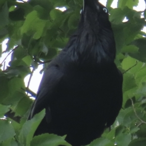 Corvus coronoides at Narrabundah, ACT - 9 Nov 2023