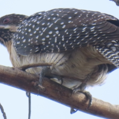 Eudynamys orientalis (Pacific Koel) at Narrabundah, ACT - 9 Nov 2023 by RobParnell