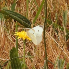 Pieris rapae (Cabbage White) at Haig Park - 8 Nov 2023 by ConBoekel