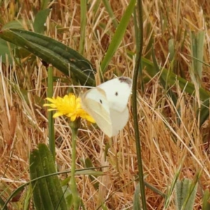 Pieris rapae at Haig Park - 9 Nov 2023 09:14 AM