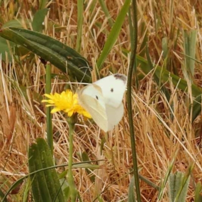 Pieris rapae (Cabbage White) at Sullivans Creek, Turner - 8 Nov 2023 by ConBoekel