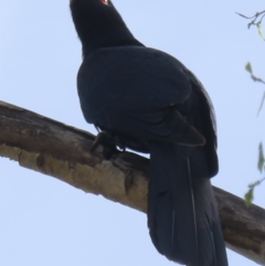 Eudynamys orientalis (Pacific Koel) at Narrabundah, ACT - 9 Nov 2023 by RobParnell