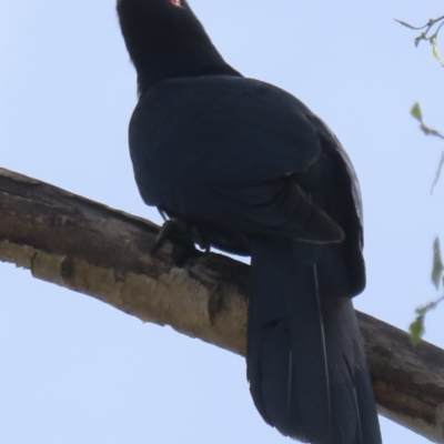 Eudynamys orientalis (Pacific Koel) at Narrabundah, ACT - 8 Nov 2023 by RobParnell