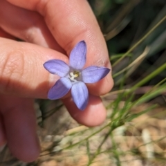 Wahlenbergia sp. (Bluebell) at Florey, ACT - 7 Nov 2023 by rbannister