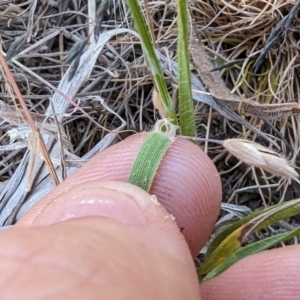 Anthosachne scabra at Florey, ACT - 7 Nov 2023