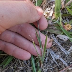 Anthosachne scabra at Florey, ACT - 7 Nov 2023