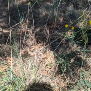 Anthosachne scabra at Florey, ACT - 7 Nov 2023