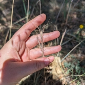 Anthosachne scabra at Florey, ACT - 7 Nov 2023