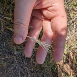 Anthosachne scabra at Florey, ACT - 7 Nov 2023