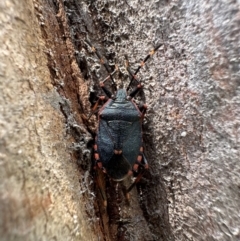Notius depressus (Shield bug) at Bruce, ACT - 1 Nov 2023 by Pirom