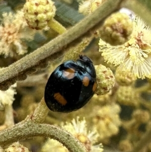 Orcus australasiae at Mount Ainslie - 5 Nov 2023