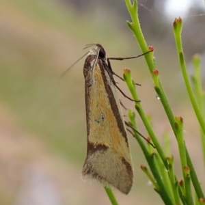 Philobota undescribed species near arabella at Mount Painter - 9 Nov 2023