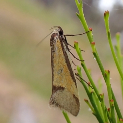 Philobota undescribed species near arabella (A concealer moth) at Mount Painter - 8 Nov 2023 by CathB