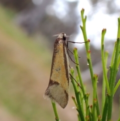 Philobota undescribed species near arabella at Mount Painter - 9 Nov 2023