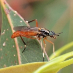 Evansomyia sp. (genus) (Stiletto fly) at Cook, ACT - 9 Nov 2023 by CathB