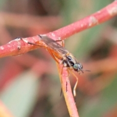 Evansomyia sp. (genus) at Cook, ACT - 9 Nov 2023