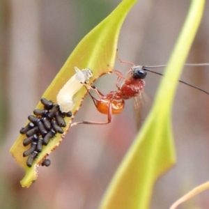 Braconidae (family) at Cook, ACT - 9 Nov 2023 09:28 AM