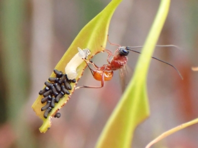 Braconidae (family) (Unidentified braconid wasp) at Cook, ACT - 9 Nov 2023 by CathB