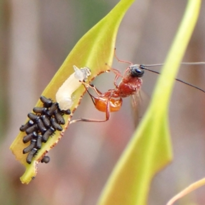 Braconidae (family) (Unidentified braconid wasp) at Cook, ACT - 9 Nov 2023 by CathB