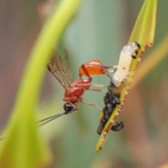 Braconidae (family) at Cook, ACT - 9 Nov 2023