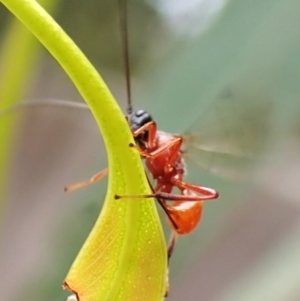 Braconidae (family) at Cook, ACT - 9 Nov 2023 09:28 AM